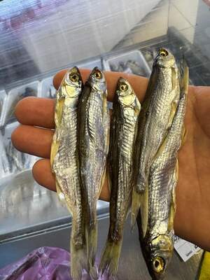 Верховодка вялена