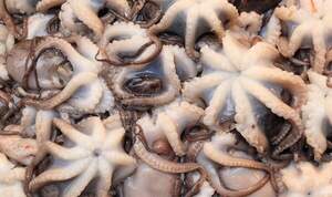 Восьминіг бебі