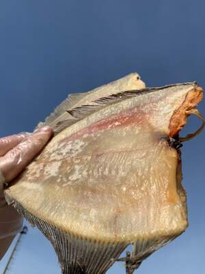 Камбала-йорж